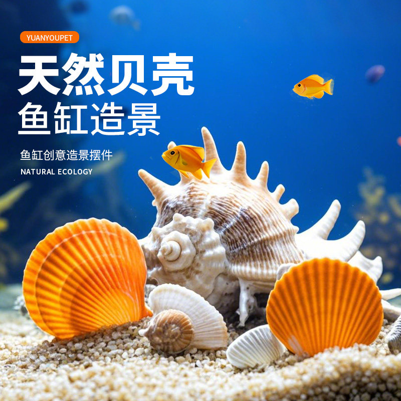 精选天然扇贝壳鱼缸水族箱造景装饰摆件鱼虾躲避繁殖窝大号