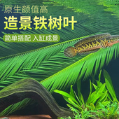 天然铁树叶沉叶鱼缸造景南美缸原生缸装 饰树叶网红沉叶黄色树叶