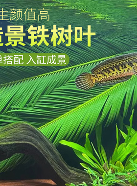 天然铁树叶沉叶鱼缸造景南美缸原生缸装饰树叶网红沉叶黄色树叶