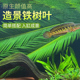 天然铁树叶沉叶鱼缸造景南美缸原生缸装 饰树叶网红沉叶黄色树叶