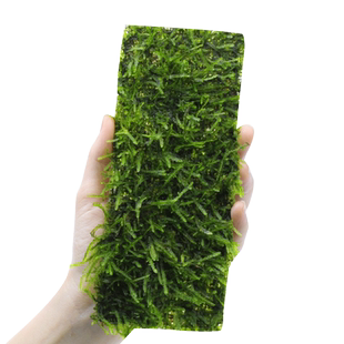 鱼缸莫斯水草植物草皮散装莫丝沉木大三角垂泪前景造景活体慕斯片