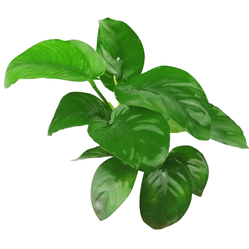 鱼缸活体水草籽阴性造景植物红波