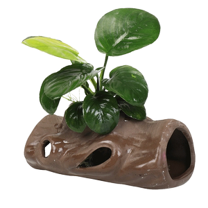 莫斯屋陶罐定植观赏鱼虾
