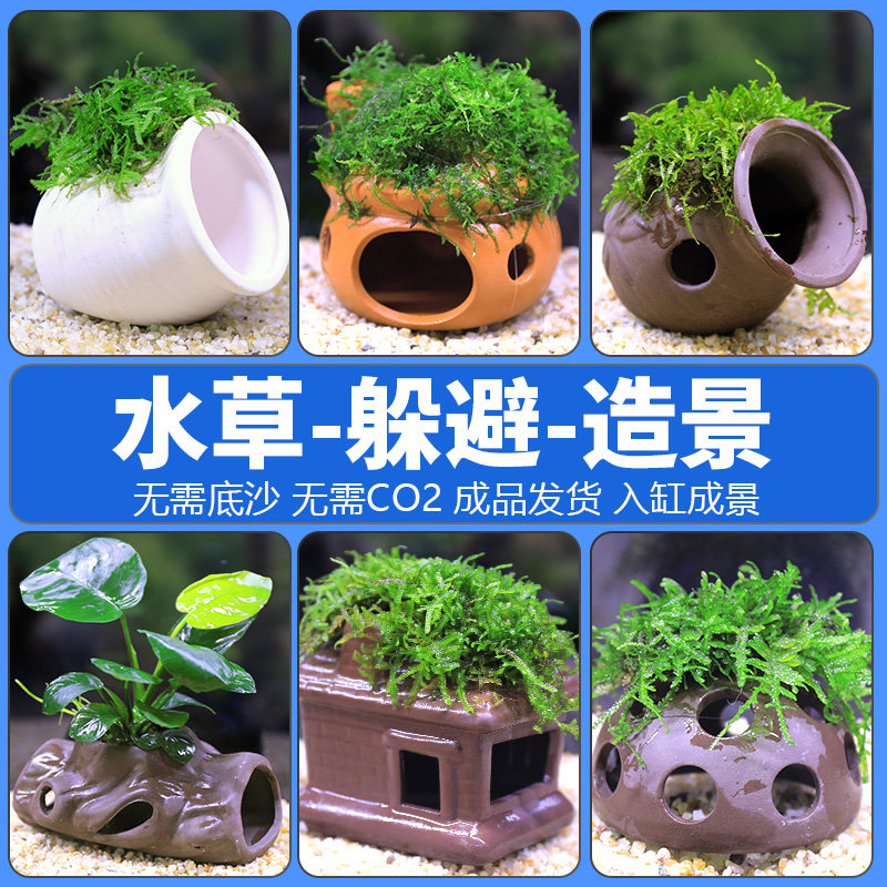 鱼虾躲避屋窝鱼缸造景水晶虾洞莫斯水草植物水族小鱼孵化陶罐定植