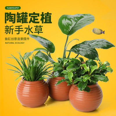 鱼缸水草陶罐定植套餐天然净化增氧绿菊蜈蚣草阴性水培榕高成活率