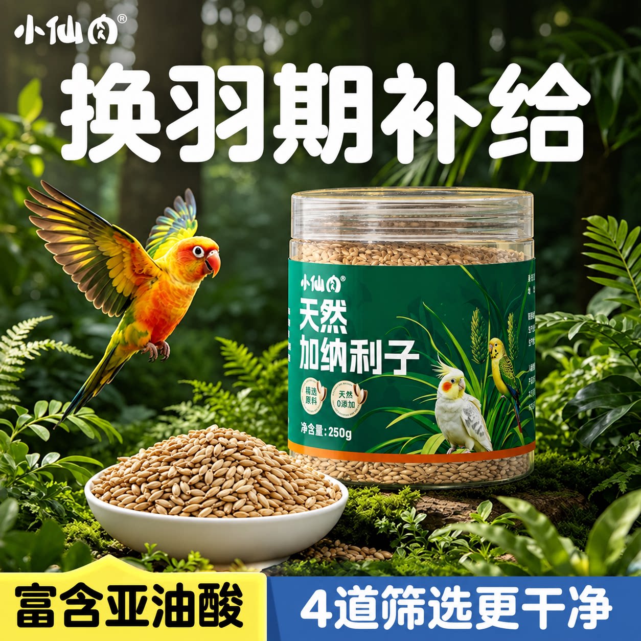 加纳利子鹦鹉粮换羽期补给