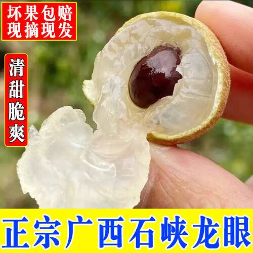 现摘新鲜龙眼桂圆现货精桂圆