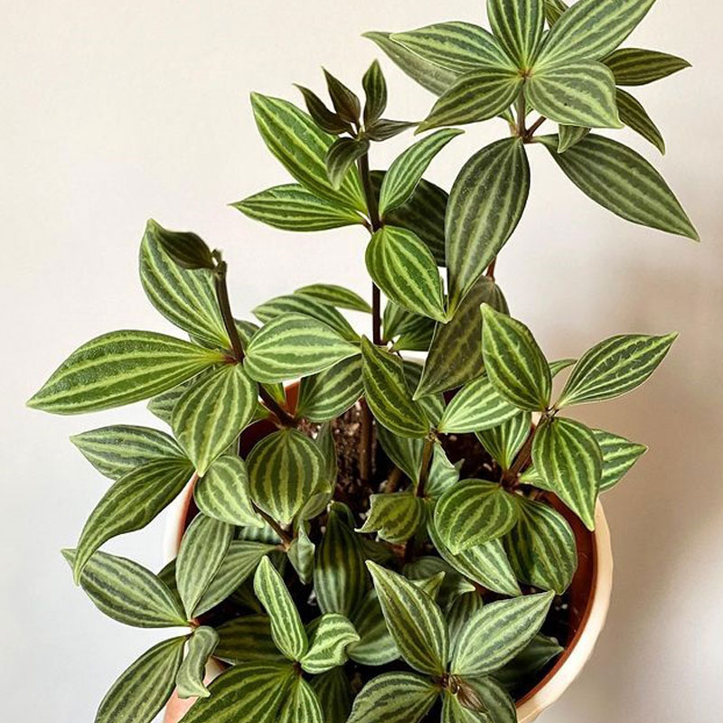 弦月白脉椒草豆瓣绿室内观z叶桌面绿植物盆栽美观耐阴净化空气