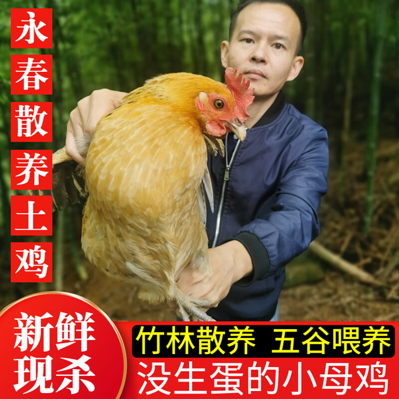万春寨农家散养土鸡小母鸡