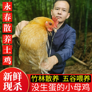 万春寨农家土鸡 山林散养小母鸡走地鸡 整只童子鸡 没生蛋 月子鸡
