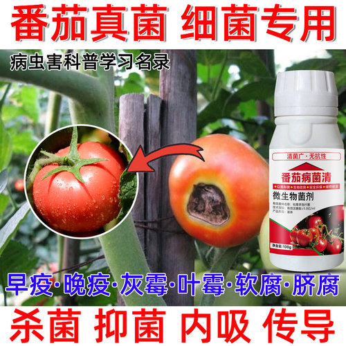 西红柿专用药蔓枯病炭疽病疫病