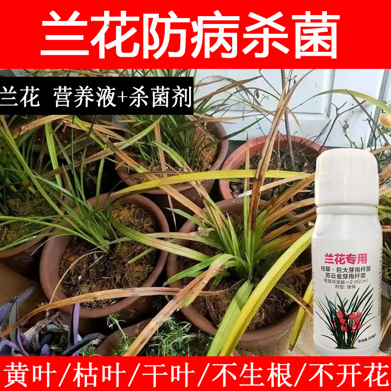 兰花病黑斑病烂根生根催花专用肥兰花抑病菌增根促花花卉常见病害