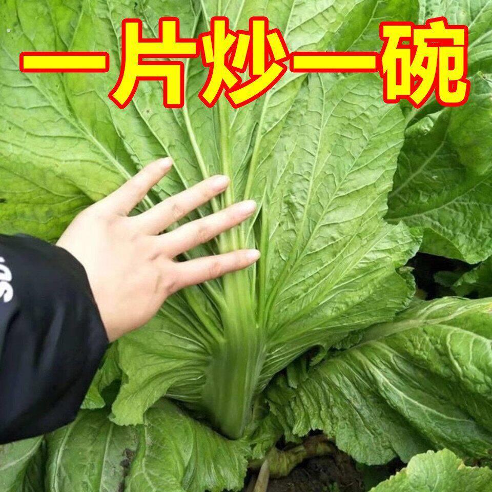 老坛酸菜就是它腌制的!产量高!口感鲜嫩脆爽!炒着吃家里都爱吃