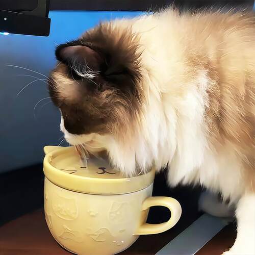 人猫共用杯子猫咪碗防偷喝骗水神器陶瓷不易打翻大口径喝水可爱
