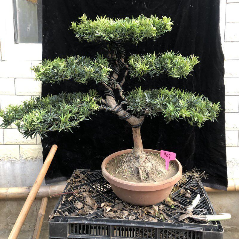 雀舌罗汉松造型盆景树小叶盆栽苗真树迎客松摆件南v通正宗老桩名1