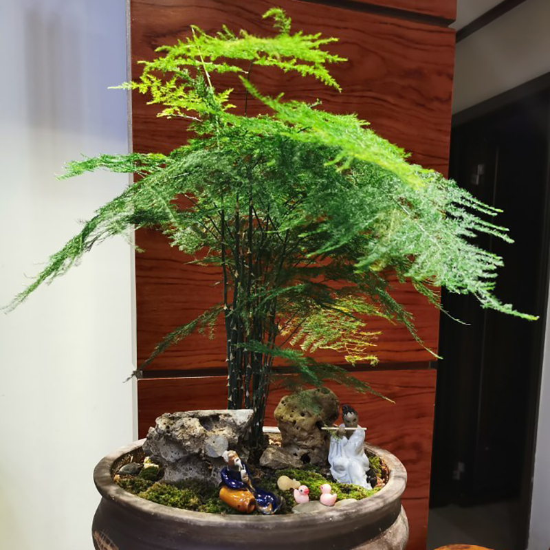 客厅老桩特大大盆文竹大r型盆景绿植不含盆大苗办公桌