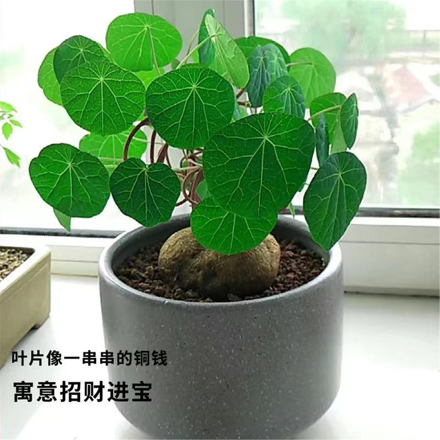 山乌龟爬藤植物盆栽室内红