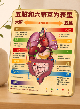 中式五脏六腑中医养生知识科普装饰摆件客厅玄关桌面摆放