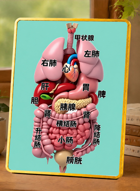 人体内脏解剖结构分布图摆件医学生科普知识桌面装饰摆台