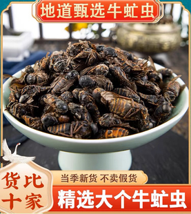 正品牛虻虫中药材500g大个特级牛氓虫牛芒虫牛蚊子牛苍蝇另售马陆