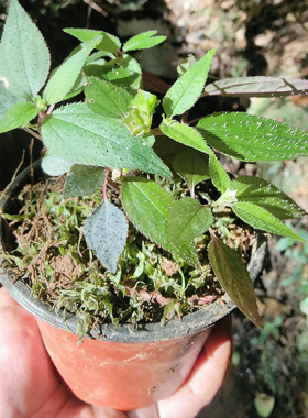 野生风柜斗草楮头红鲜品风谷风鼓草风骨草风方古草方鼓草肝火草