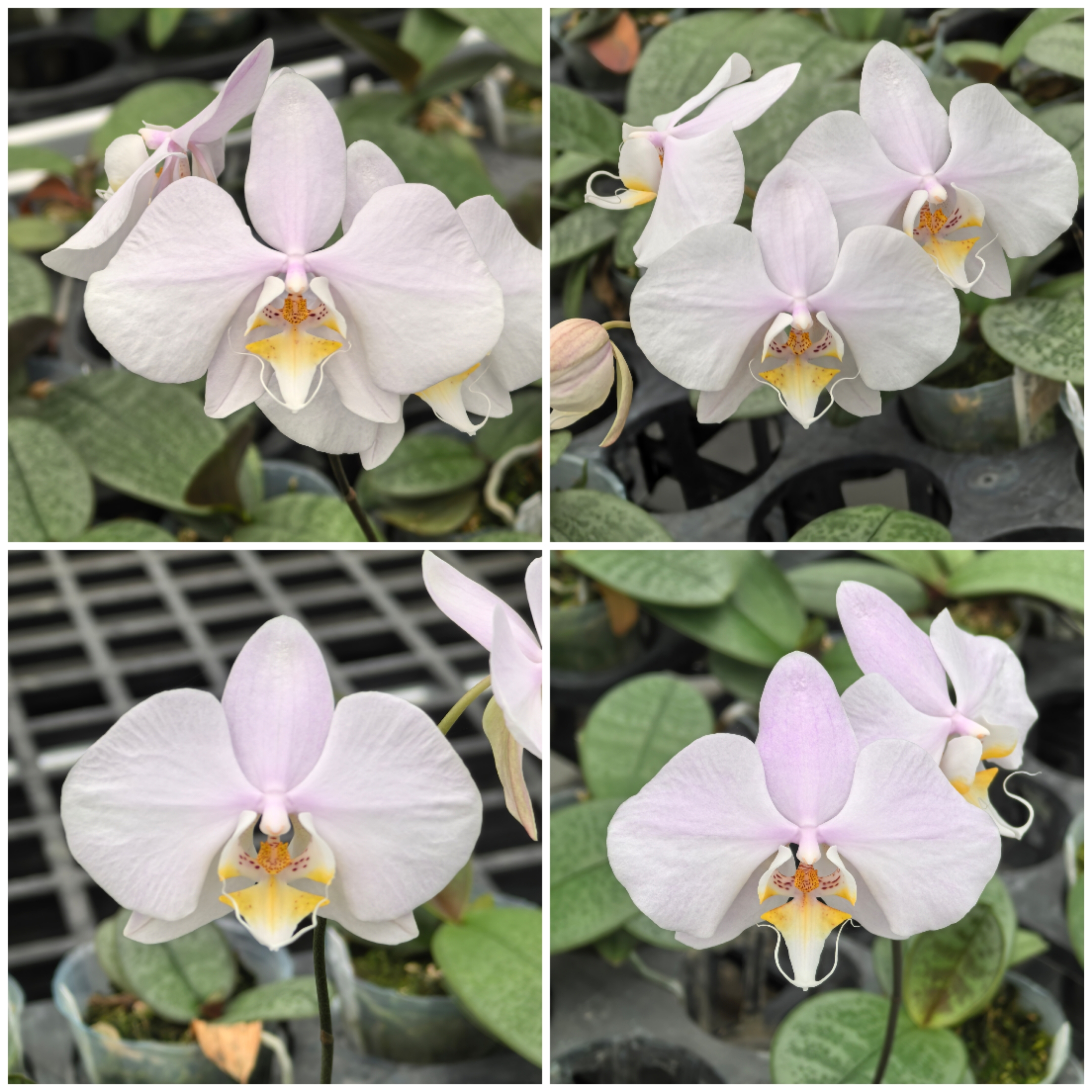 2.5寸 苗子 JG2325泗水阿嬷交桑德