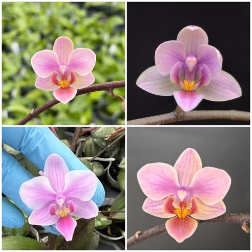 2.8寸带高芽swr23KX eq交西 福利量拍不选