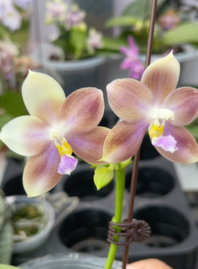 401 2.8寸JG2374 一物一拍