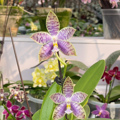 995 s7 三苗五梗弥陀amm312 一物一拍