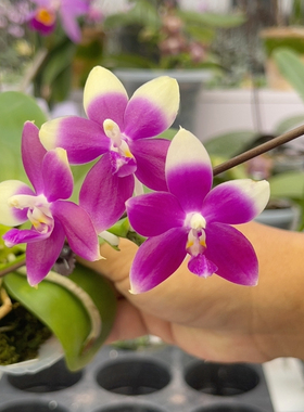 2466 2.8寸JG2374福利 一物一拍