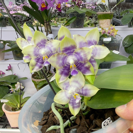 1039 s7寸弥陀amm237 福利一物一拍