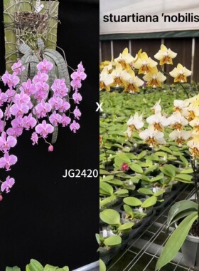 1.7寸JG2420西交黄史 多根 苗子