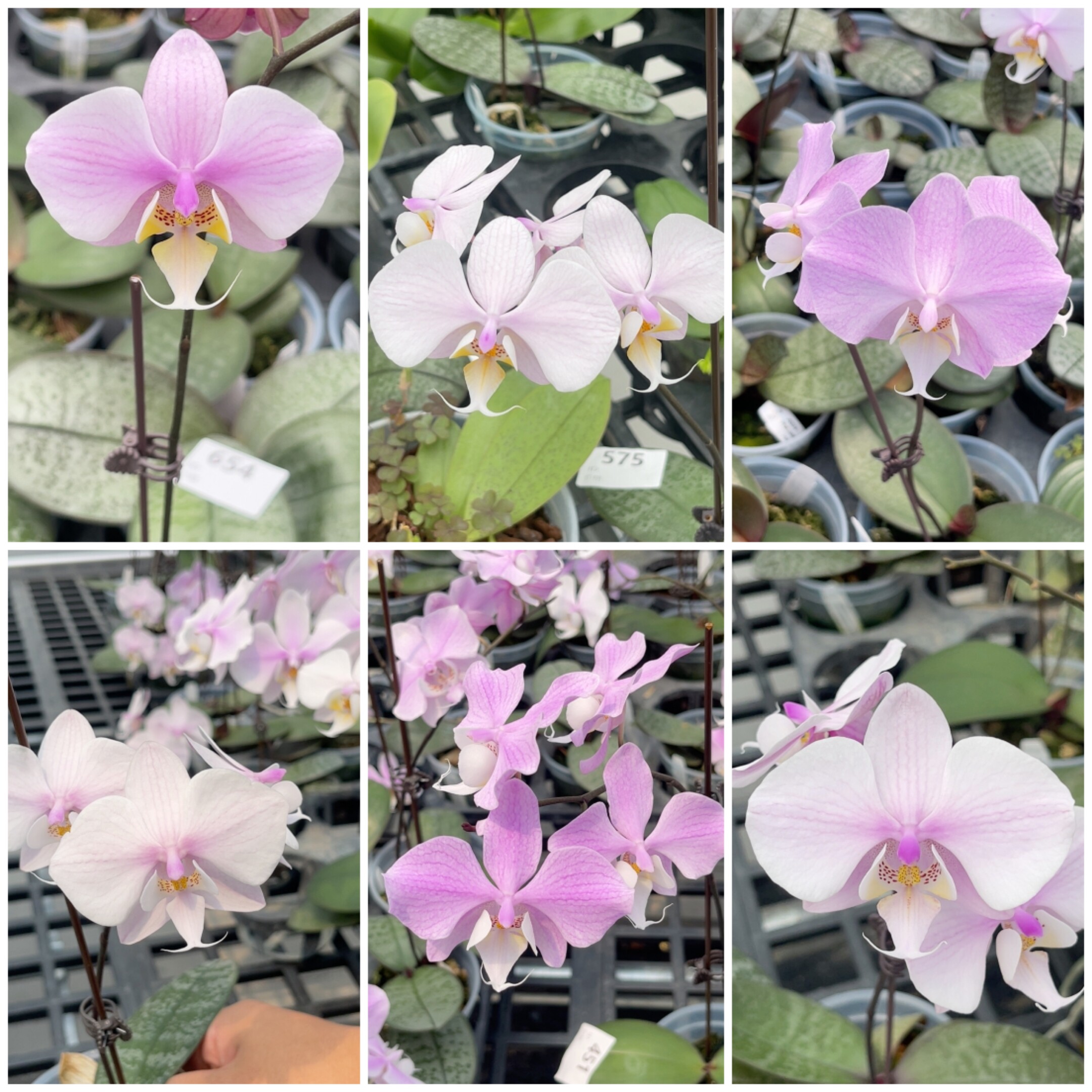 旭美兰花3寸有梗 JG2314 （西交桑德）×sib  康德图片
