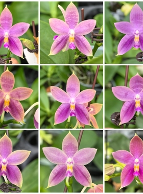 3寸开花株 JG2315 Tetr Bell 美C