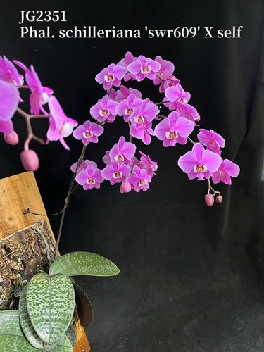 3寸新出根 抽梗西蕾丽609自交