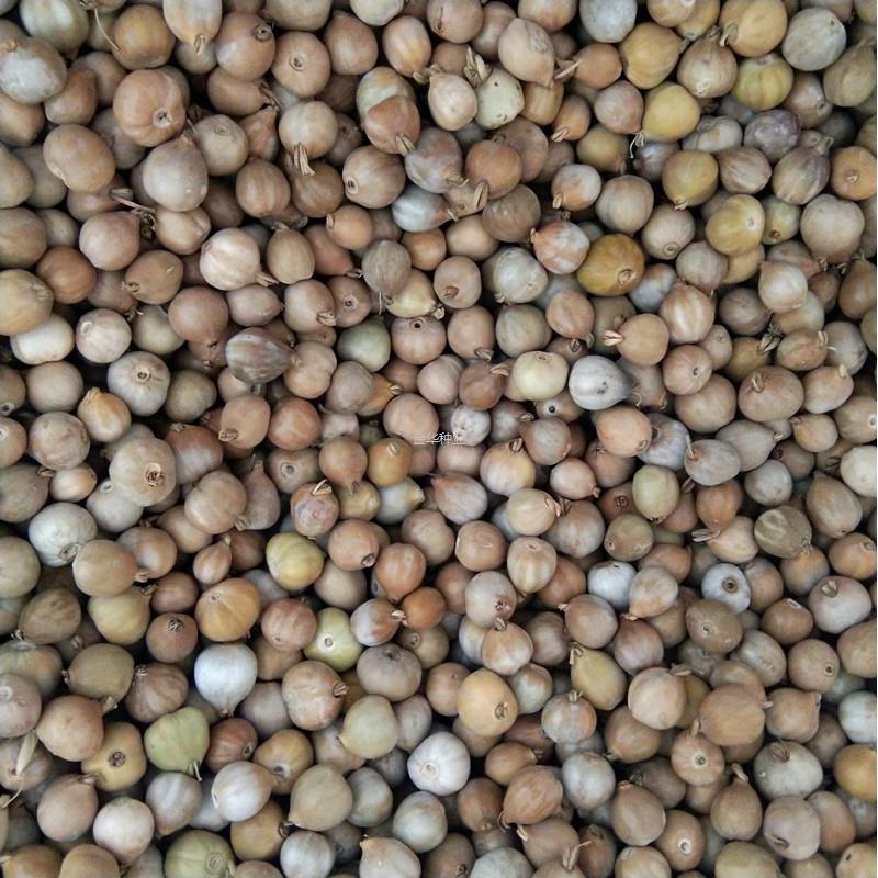 草穿菩提子手串春夏帘子珠子国产播种散装珠子草黄粒种子