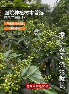 大红袍花椒种子 青花椒种子 九叶花椒树种子带刺篱笆植物