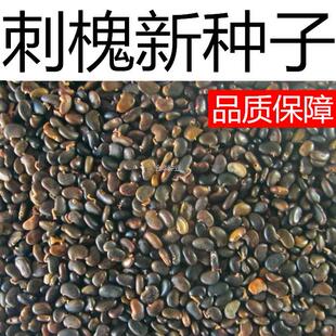 槐树香花黄花槐采蜜种子洋槐槐花种子紫穗槐蜜蜂种籽槐白花刺槐刺