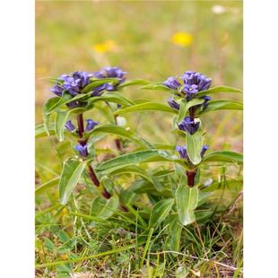 龙胆草种子 东北新鲜中草药植物种苗 盆栽南北方庭院阳台花卉易活