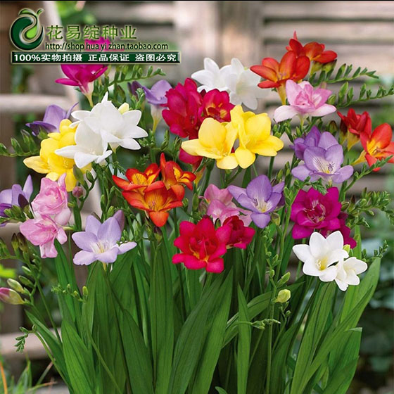 香雪兰种球重瓣盆栽带各种花卉种子苗浓香型冬四季植物室内小苍兰