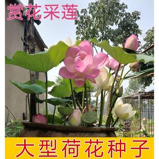 观赏磨盘种子荷花四季产播藕高产籽大田池塘绿植花卉莲子盆栽大型