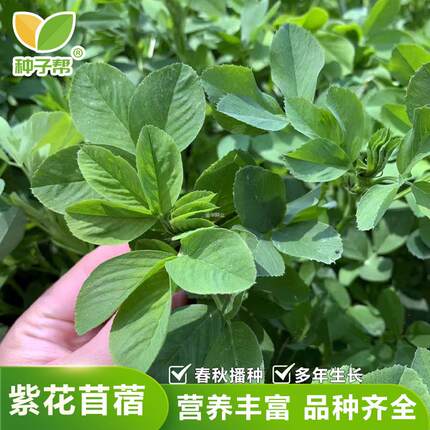 澳洲极光蛋白牧草以南秦淮耐热紫花苜蓿专用高秋眠多年生种子优质