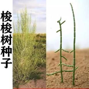 籽种子抗旱固沙毛条梭梭种子肉苁蓉树种树木先锋好的沙漠培育
