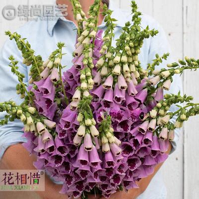 阳台四季Plum进口花卉Sugar庭院毛地黄李子盆栽糖种子