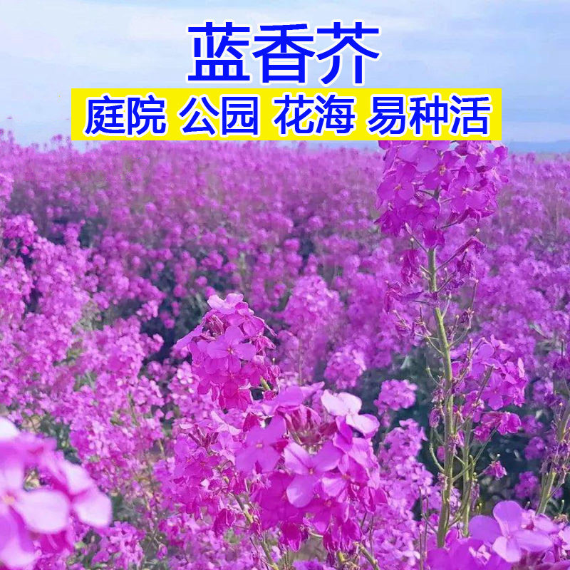 春蓝香芥种子易活花卉种子彩色油菜花花籽庭院盆栽苗景观花海种子