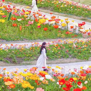 进口室外红色花籽四季开花重瓣丽春种子庭院虞美人耐寒东方冰岛花