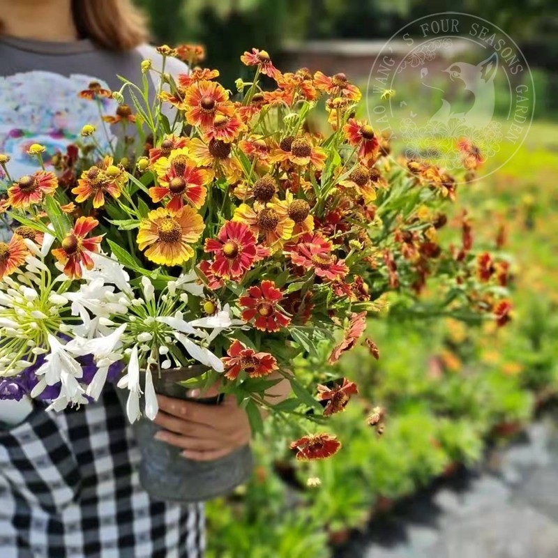 堆心菊 阳光海伦 盆栽花苗 耐寒耐热 多年生宿根夏季秋季户外庭院