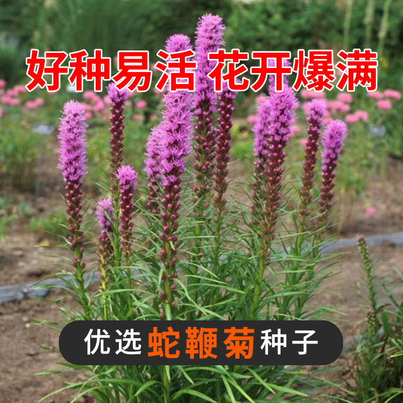 蛇鞭菊种子春秋播种观花种子多年生景观绿化花籽切花花卉草花种子