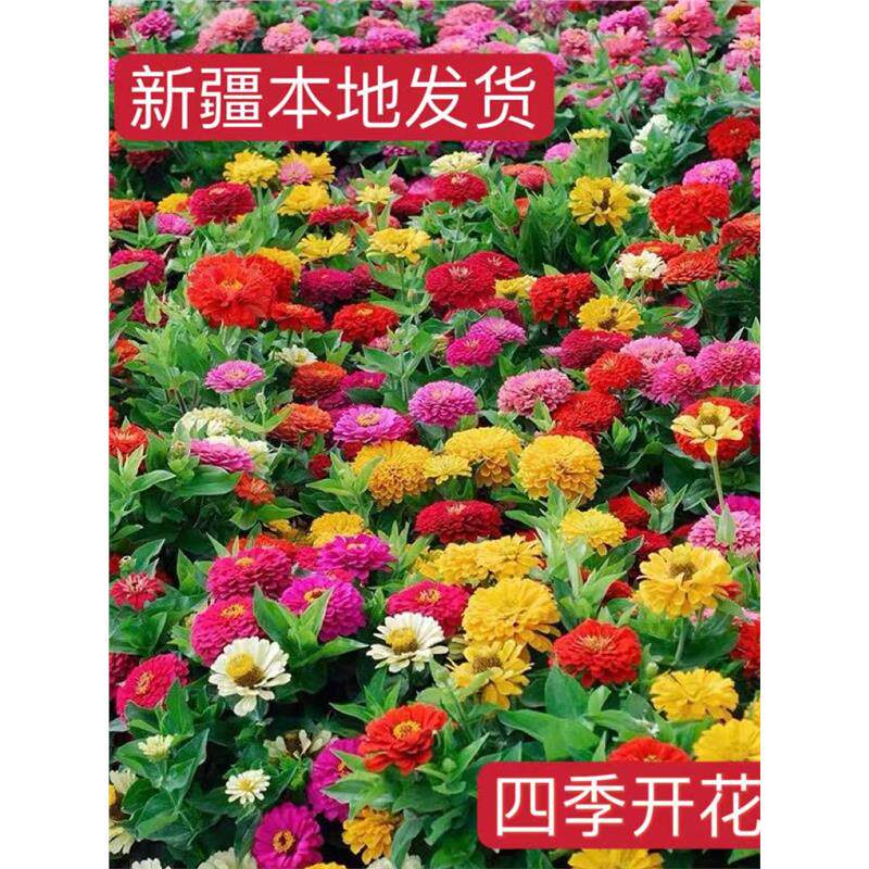 新疆花种子百日草种子花期长步步高室外庭院阳台花种大全