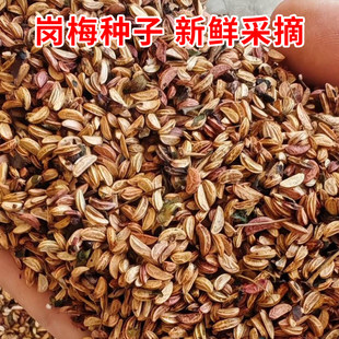 广西正宗岗梅种子称星树土甘草天星木百解茶山梅根树种植种子直发